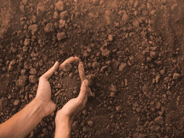 Scopri di più sull'articolo Biorisanamento: Scopriamo insieme questa tecnica