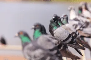 costo pulizia guano piccioni
