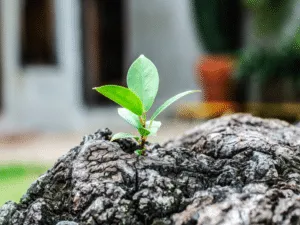 fitodepurazione piante