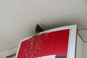 pulizia del guano piccione