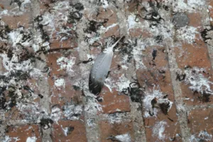 pulizia guano piccione